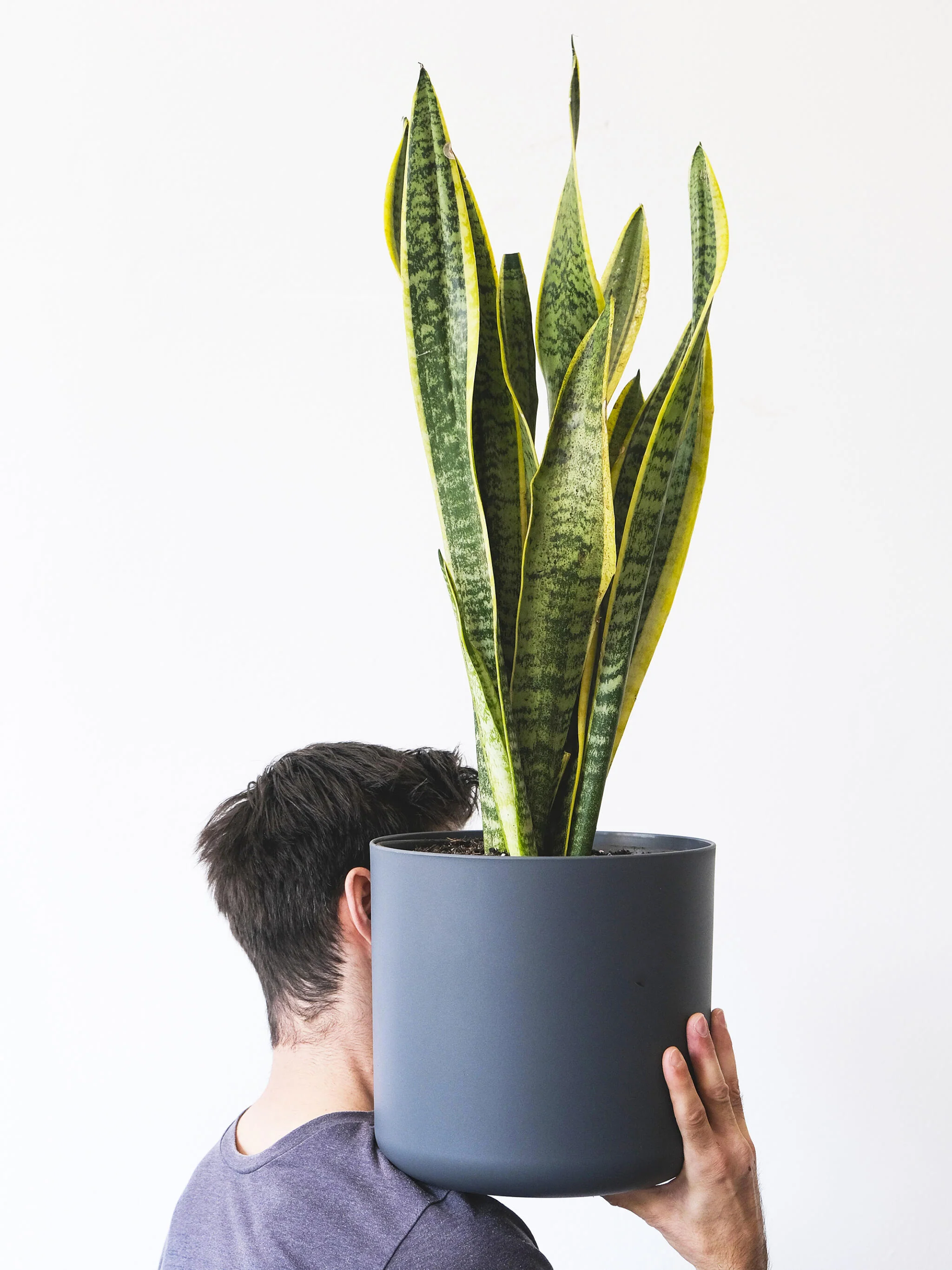 Sansevieria Laurentii | Altura 75cm - Maceta 21cm - Image 4