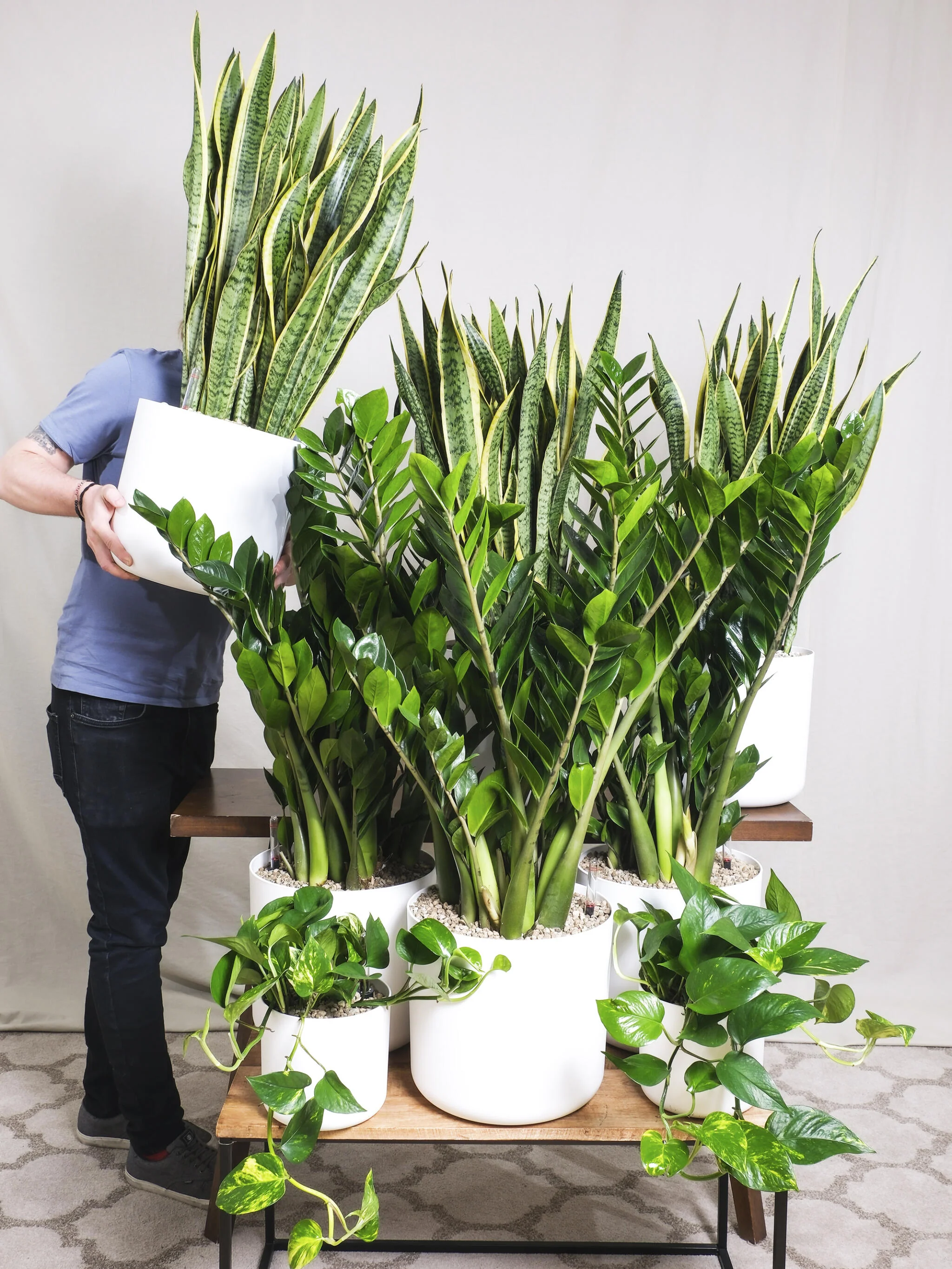 Sansevieria Laurentii | Altura 75cm - Maceta 21cm - Image 5