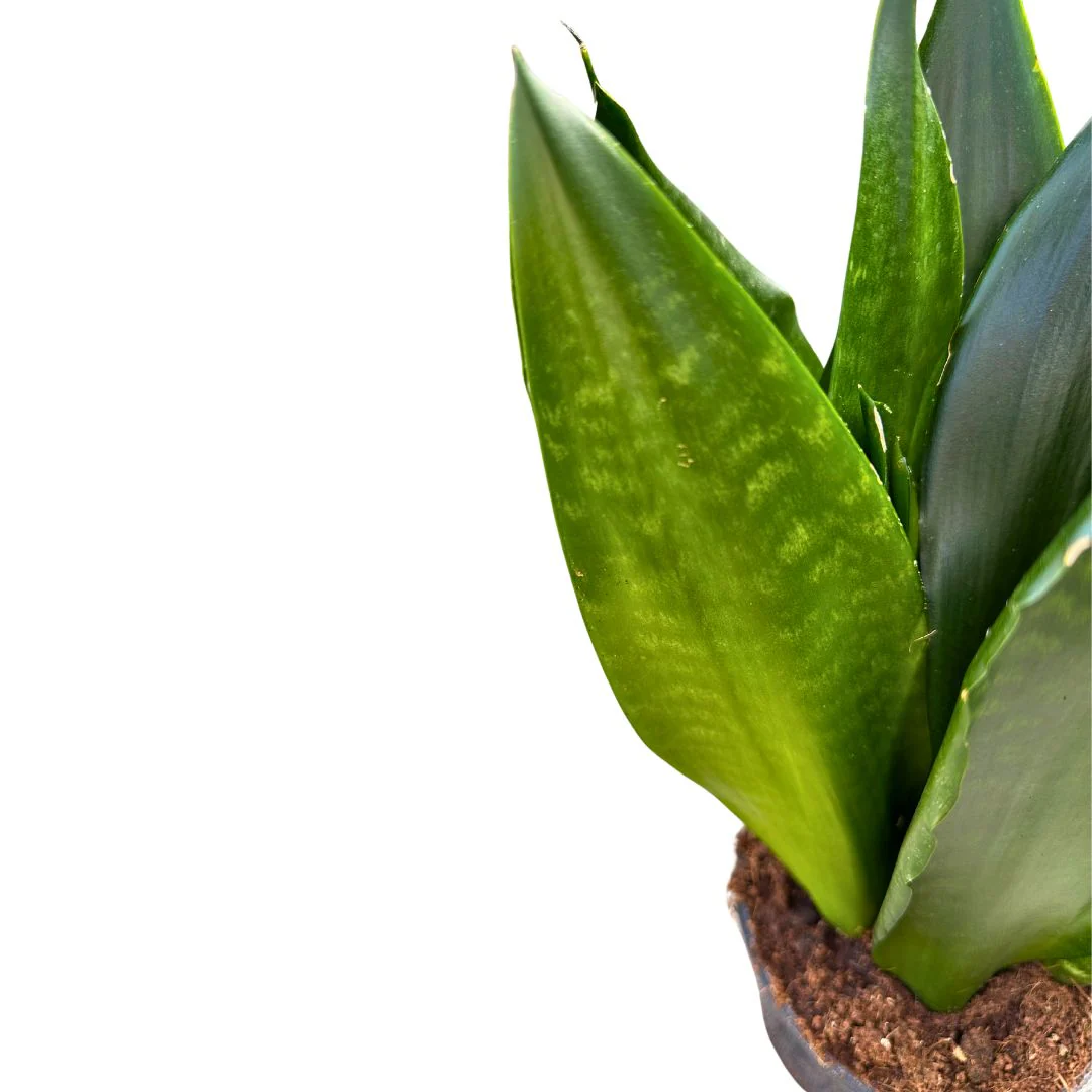 Sansevieria Zeilanica Lengua De Suegra O Espada De San Jorge Planta Muy Resistente Para Interior Maceta 14cm - Image 2