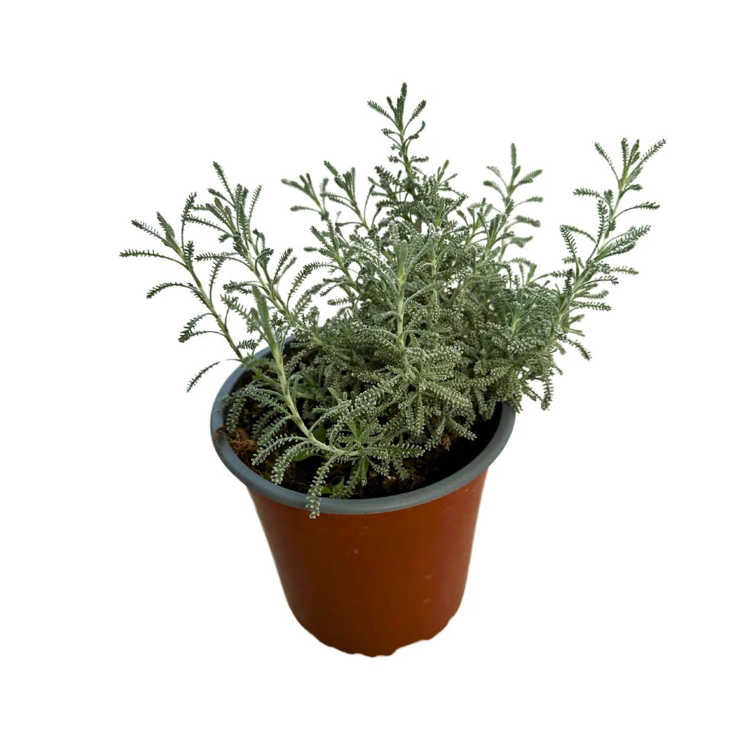 Santolina Planta Ornamental Para Jardines De Bajo Mantenimiento (santolina Chamaecyparissus) Maceta 17cm