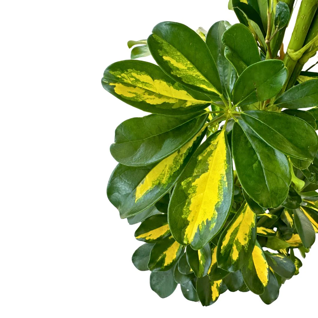Schefflera Gold Capela Planta De Exterior Con Fuerte Resistencia M17 - Image 2