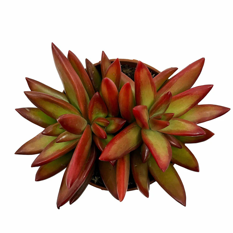 Sedum Adolphii Firestorm Cactus Y Suculentas M8,5 cm Ø - Image 2