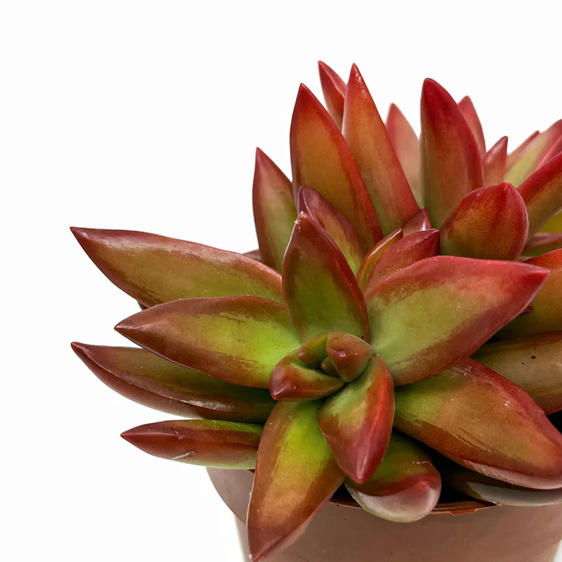 Sedum Adolphii Firestorm Cactus Y Suculentas M8,5 cm Ø - Image 3