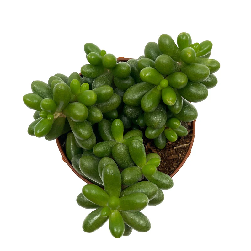 Sedum Hernandezii Cactus Y Suculentas M8,5 cm Ø - Image 2