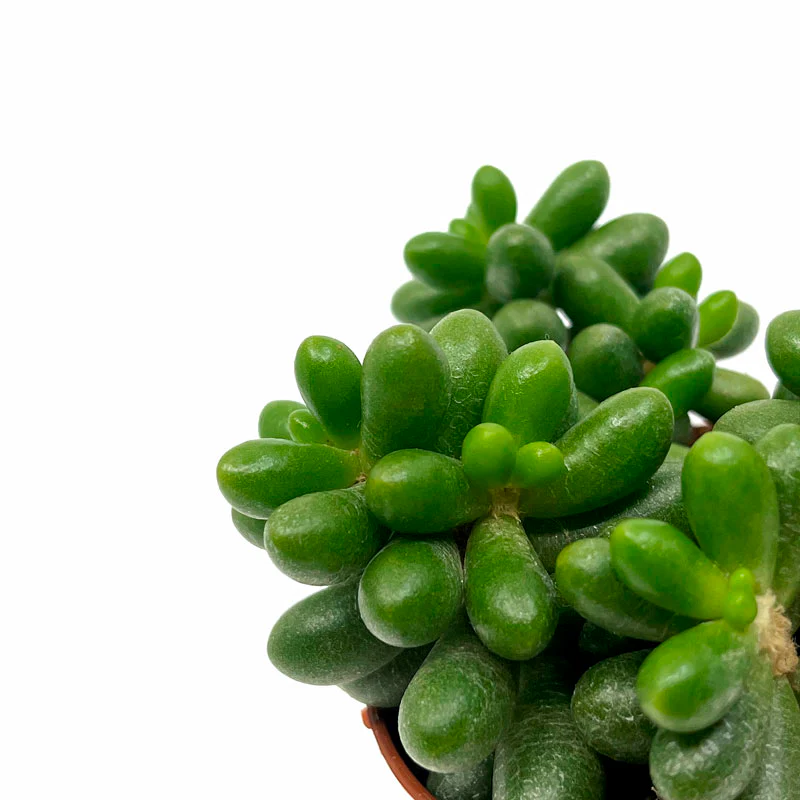 Sedum Hernandezii Cactus Y Suculentas M8,5 cm Ø - Image 3