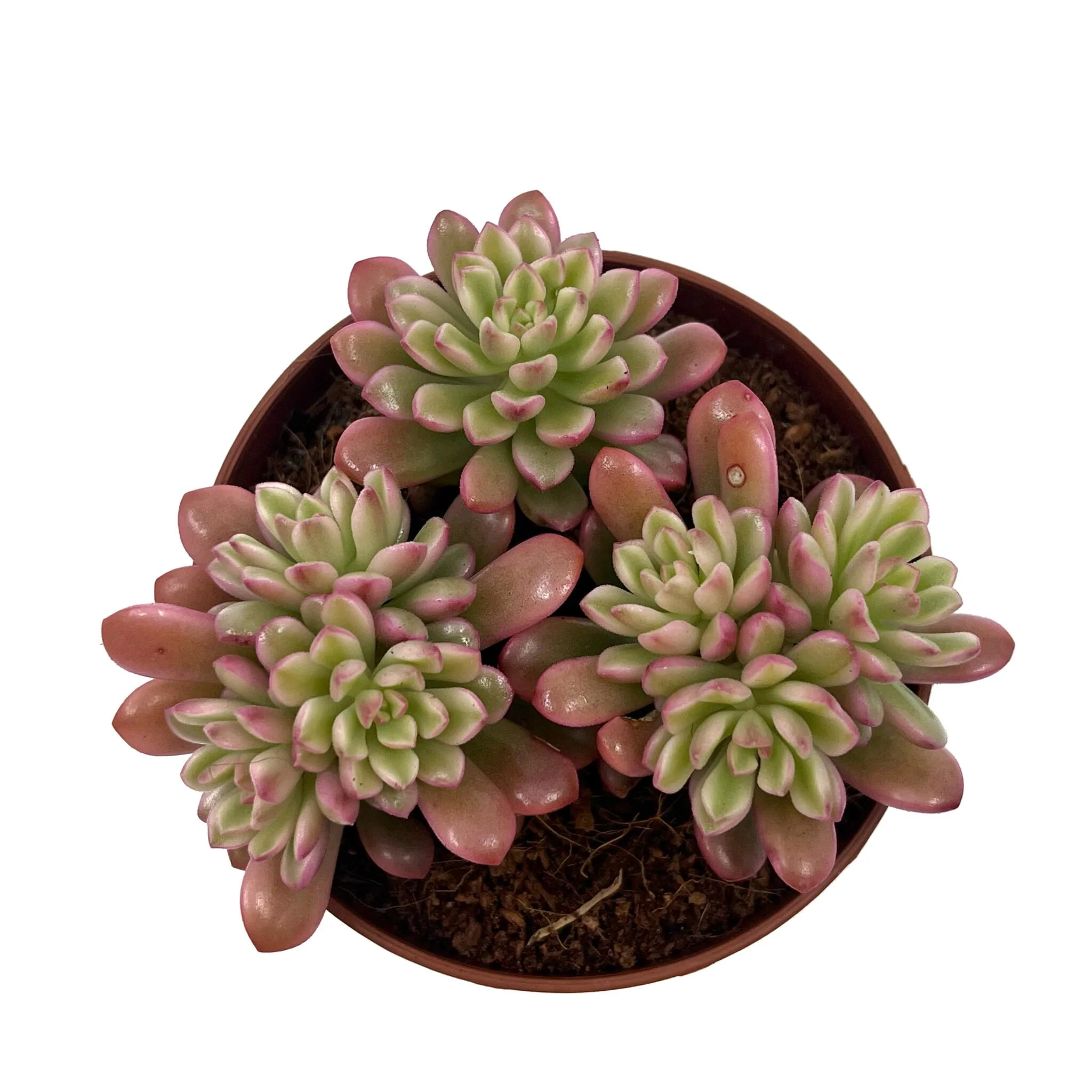 Sedum Joyce Tulloch Variegata Cactus Y Suculentas M8,5 cm Ø - Image 2