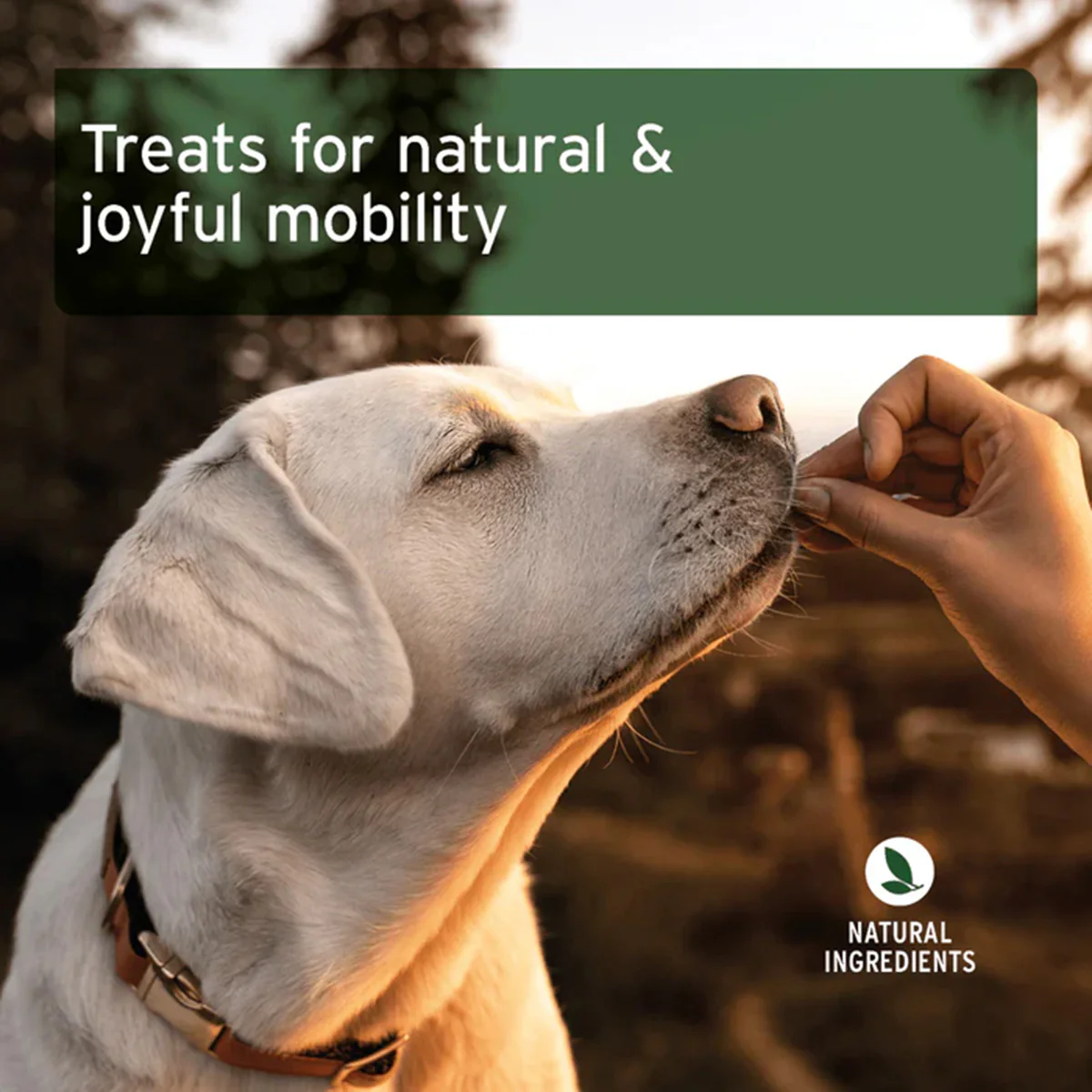 Snack Articular para perros AniForte 50 g - Image 2