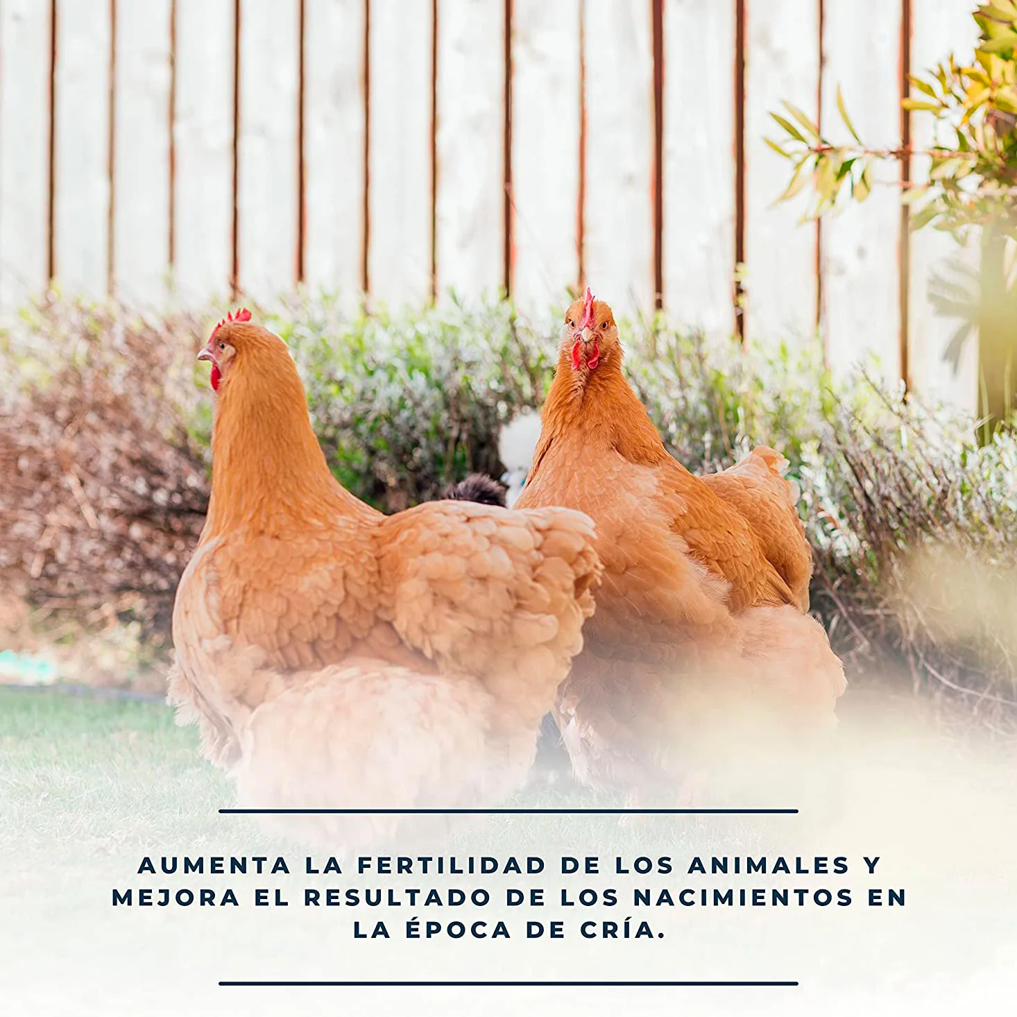 SoluFértil 1L - Reproducción aves - Vitamina E, selenio y oligoelementos esenciales durante la época de puesta - Image 4