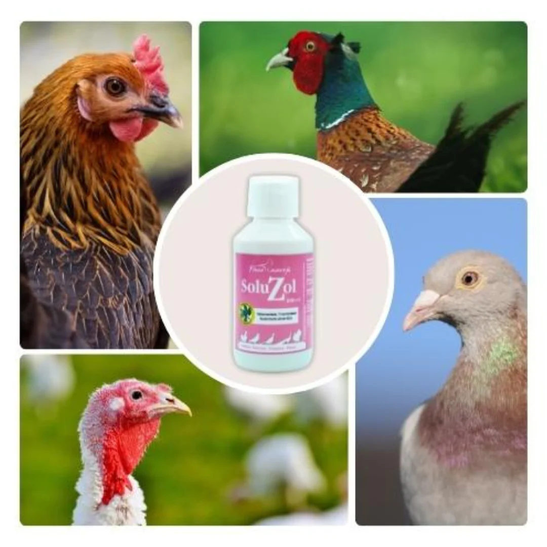 SoluZol 1L – Complemento nutricional natural para gallinas y aves – Apoyo digestivo y bienestar intestinal– 100% vegetal - Image 2