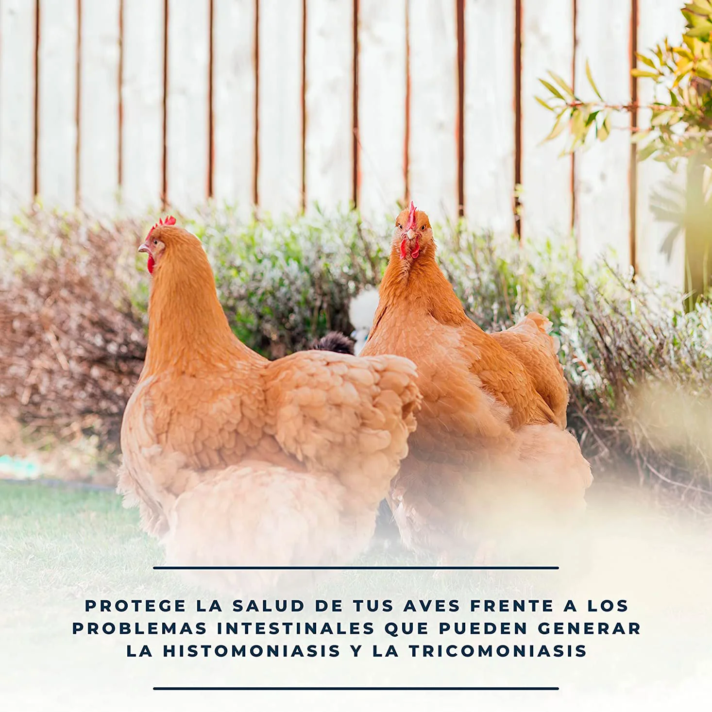 SoluZol 1L – Complemento nutricional natural para gallinas y aves – Apoyo digestivo y bienestar intestinal– 100% vegetal - Image 4