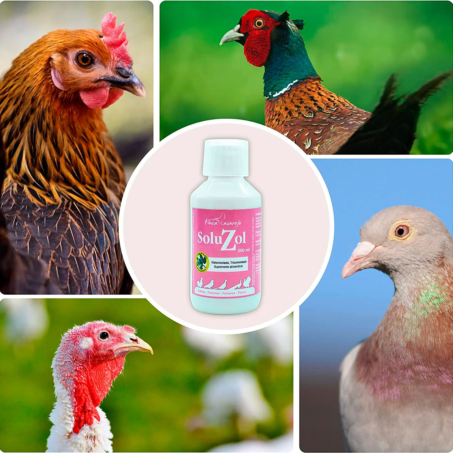 SoluZol 1L – Complemento nutricional natural para gallinas y aves – Apoyo digestivo y bienestar intestinal– 100% vegetal - Image 5