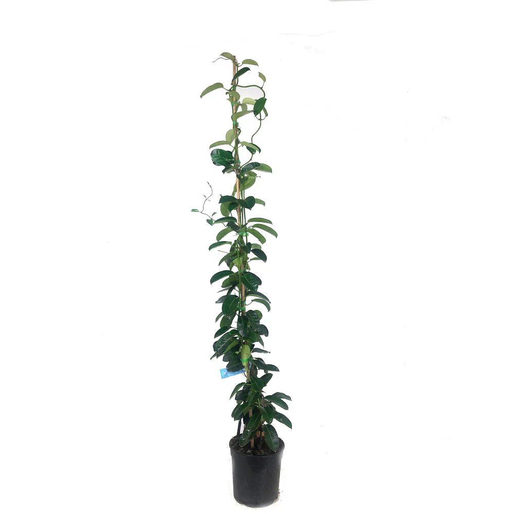 Stephanotis Floribunda M20 160cm (jazmin De Madagascar)