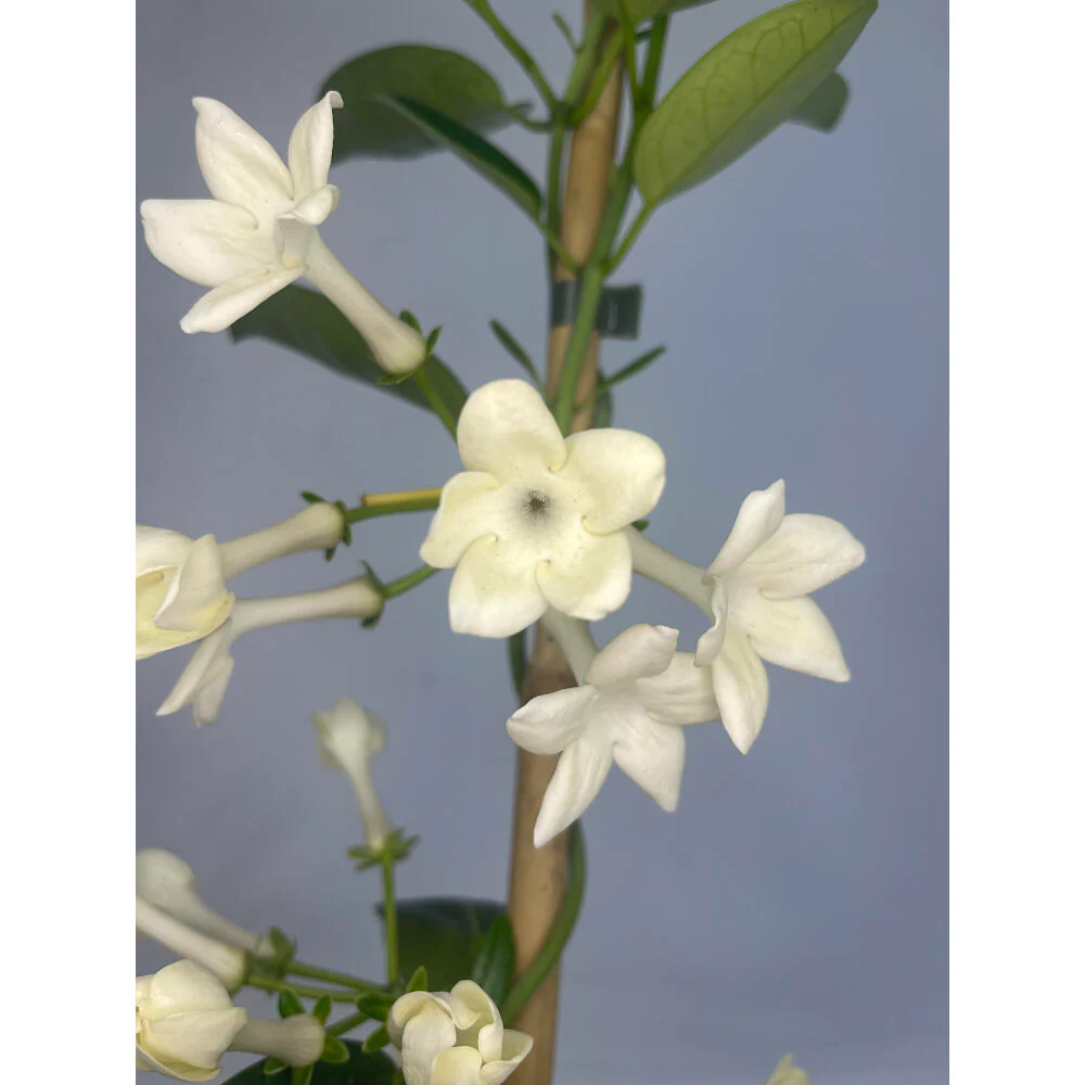 Stephanotis Floribunda M20 160cm (jazmin De Madagascar) - Image 2