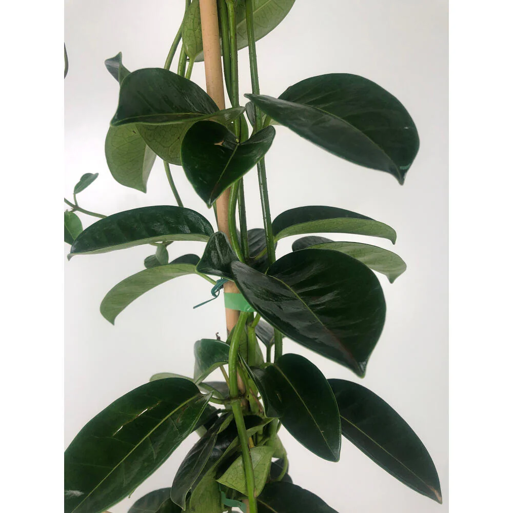 Stephanotis Floribunda M20 160cm (jazmin De Madagascar) - Image 3