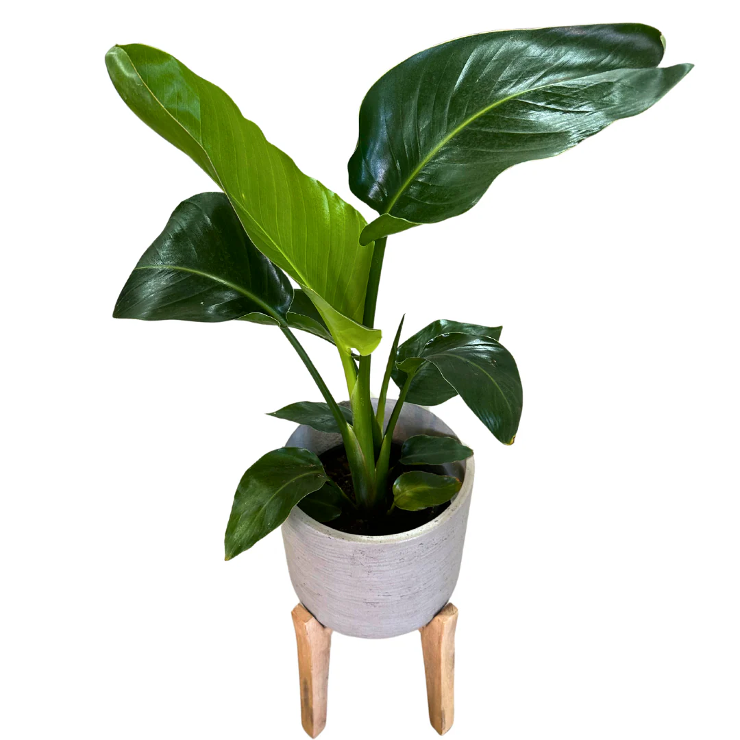 Strelitzia Augusta Planta De Jardín (strelitzia Nicolai) Maceta 20cm - Image 2