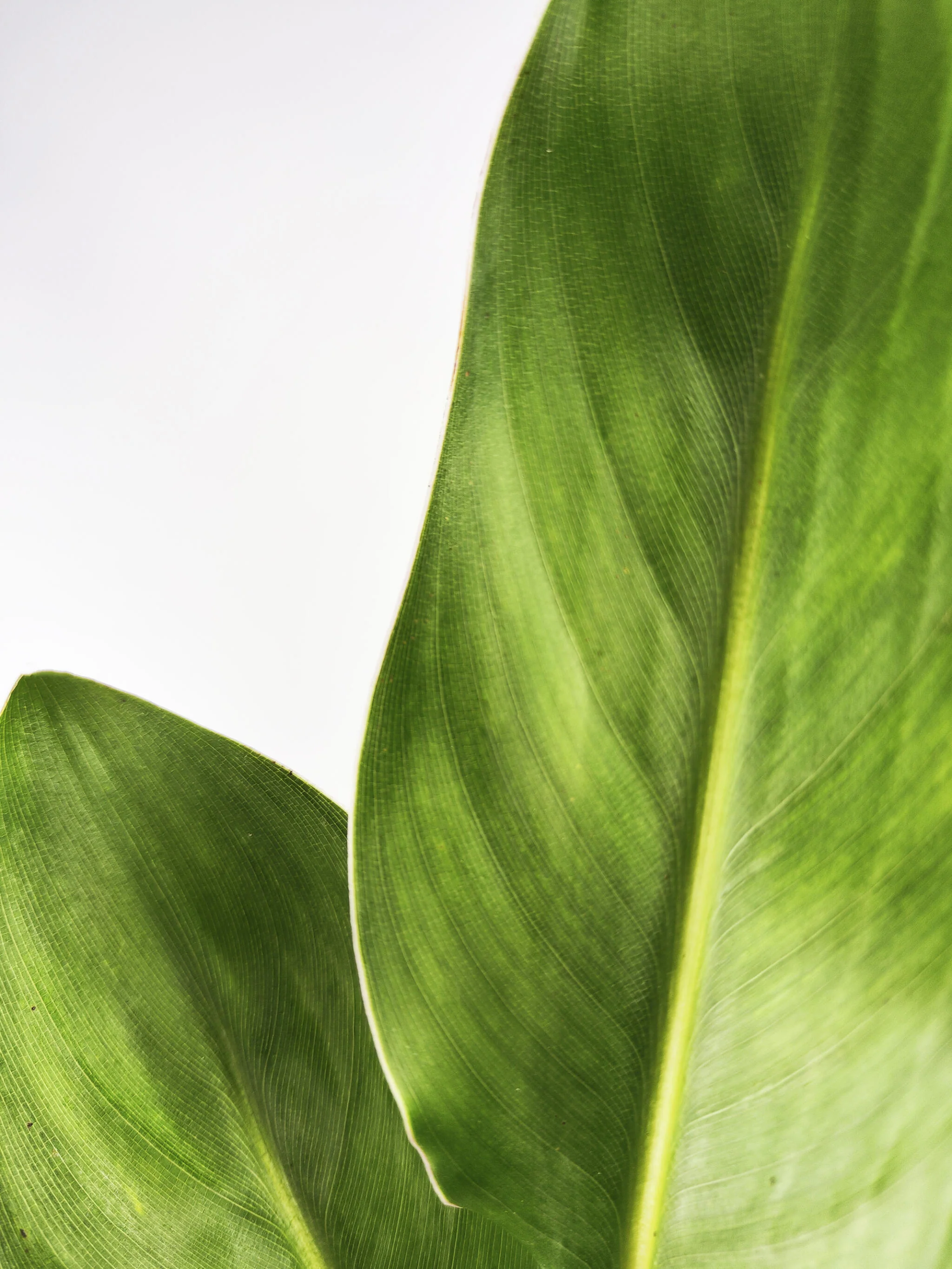 Strelitzia O Ave Del Paraíso | Altura 120cm - Maceta 20cm - Image 3
