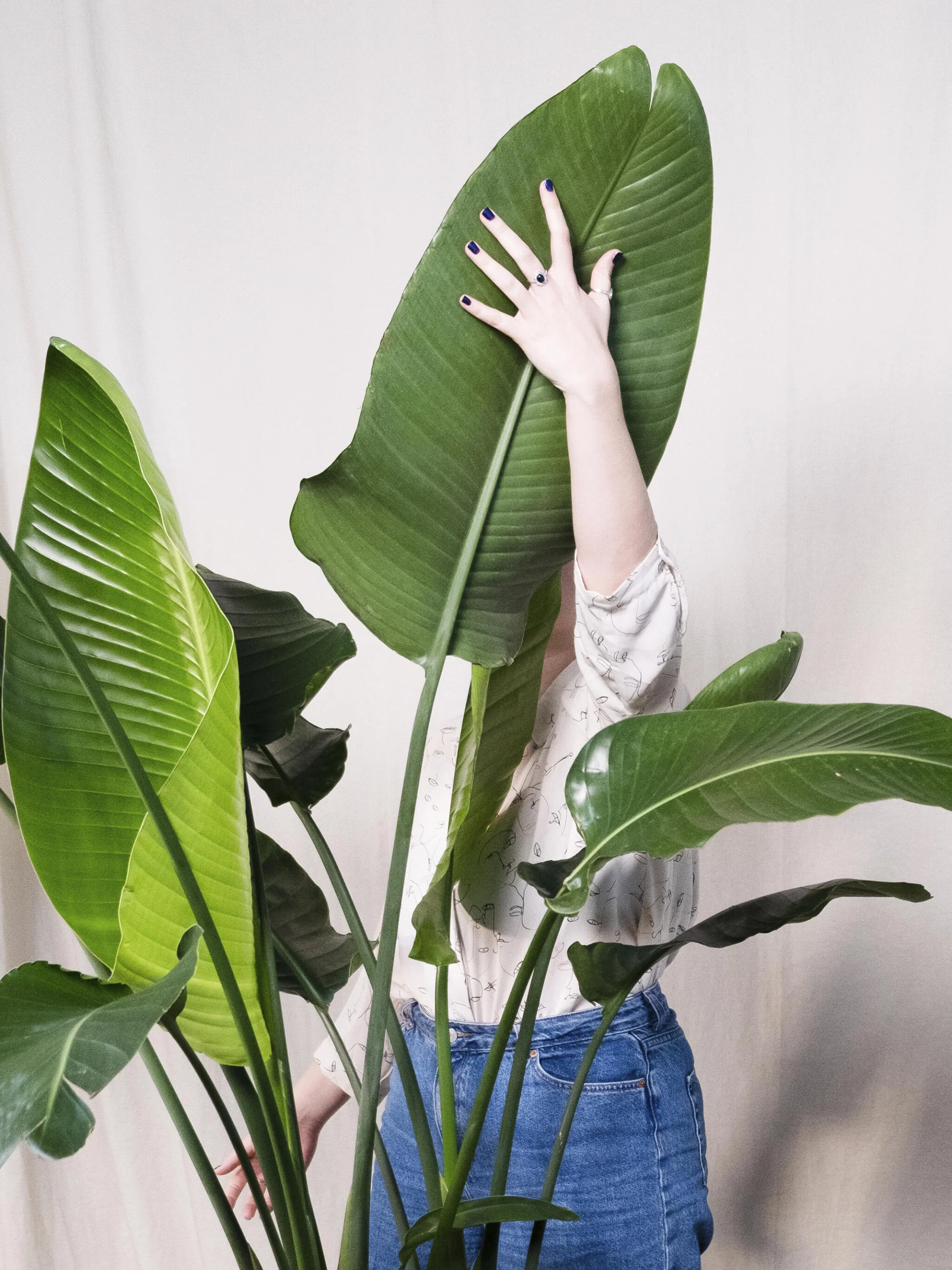 Strelitzia O Ave Del Paraíso | Altura 80cm - Maceta 17cm - Image 3