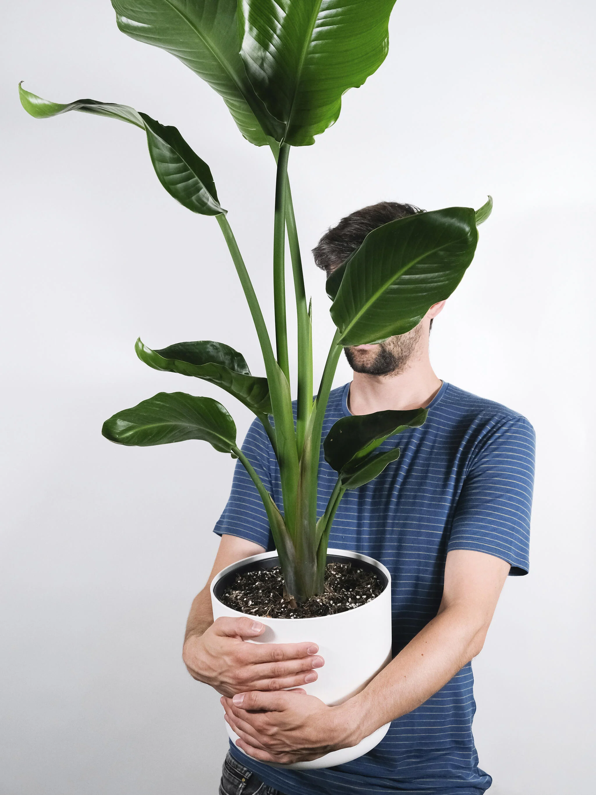 Strelitzia O Ave Del Paraíso | Altura 80cm - Maceta 17cm - Image 4