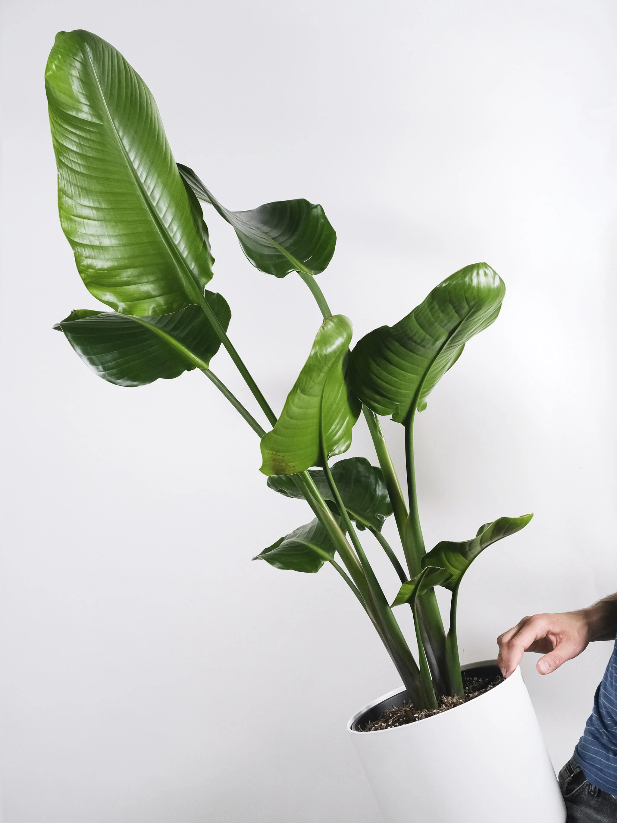 Strelitzia O Ave Del Paraíso | Altura 80cm - Maceta 17cm - Image 5