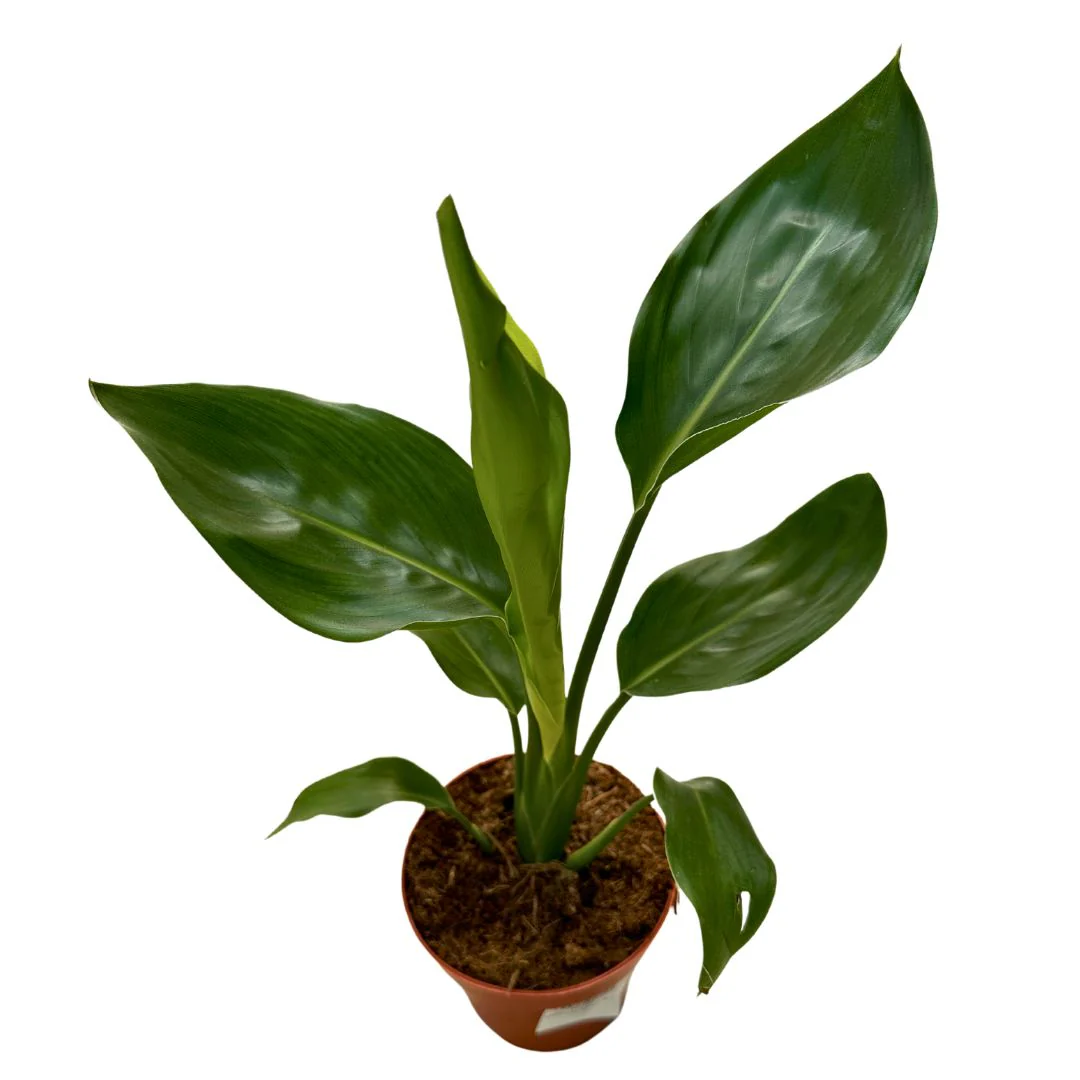 Strelitzia Reginae Planta De Jardín (ave Del Paraíso)