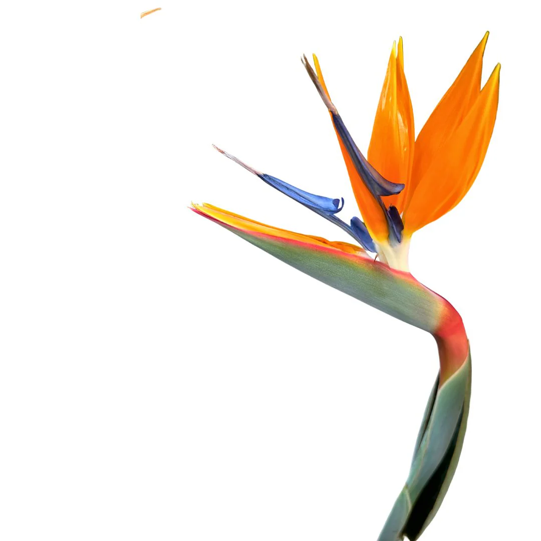 Strelitzia Reginae Planta De Jardín (ave Del Paraíso) Maceta 17cm - Image 2