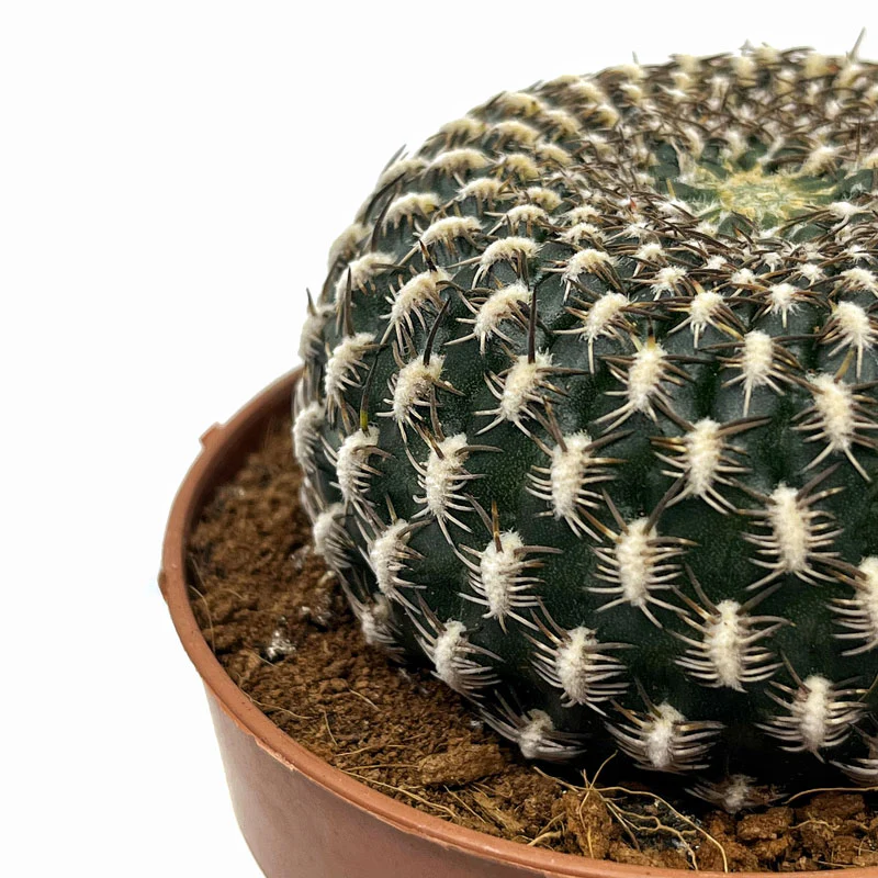 Sulcorebutia Arenacea Cactus Y Suculentas M8,5 cm Ø - Image 3