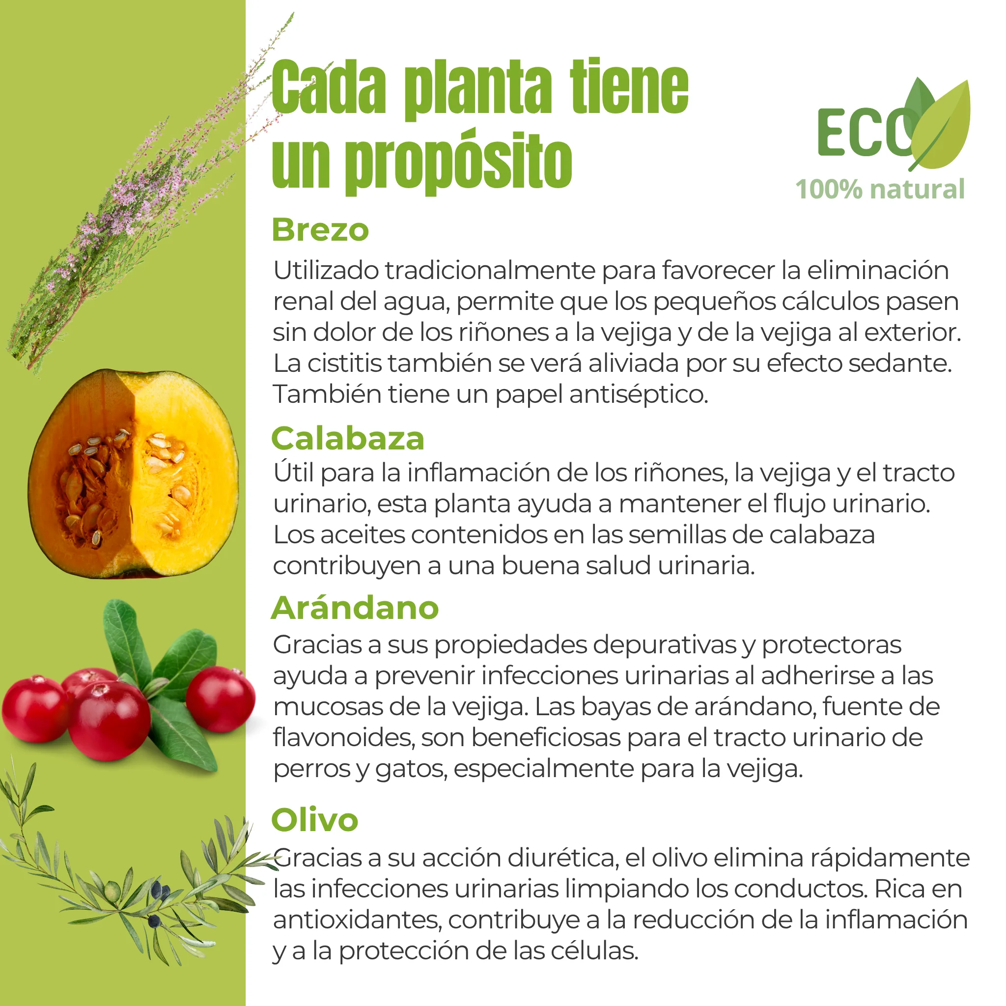Suplemento natural para el bienestar urinario de perros y gatos – ECO 100 g - Image 3