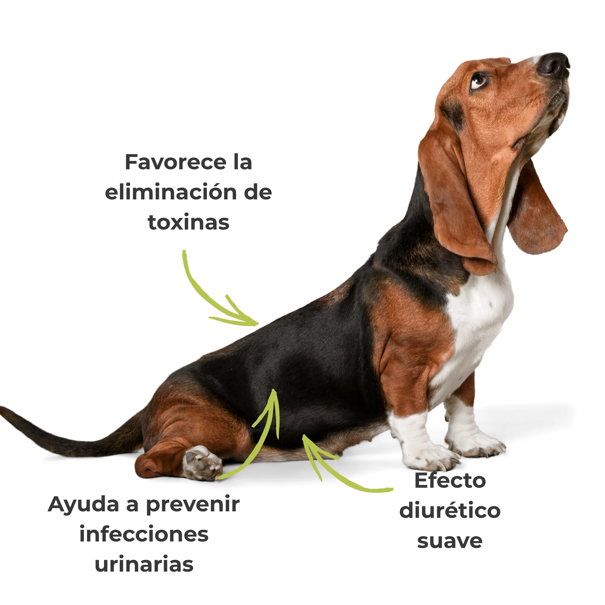 Suplemento natural para el bienestar urinario de perros y gatos – ECO 100 g - Image 4