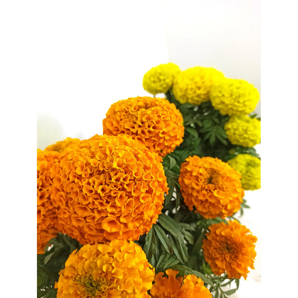 Tagete Erecta M13 - Image 2