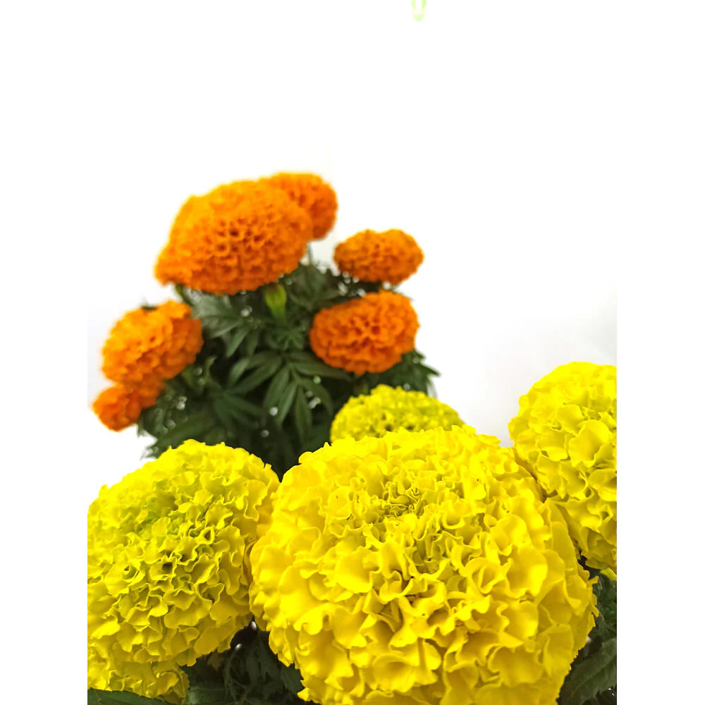 Tagete Erecta M13 - Image 3