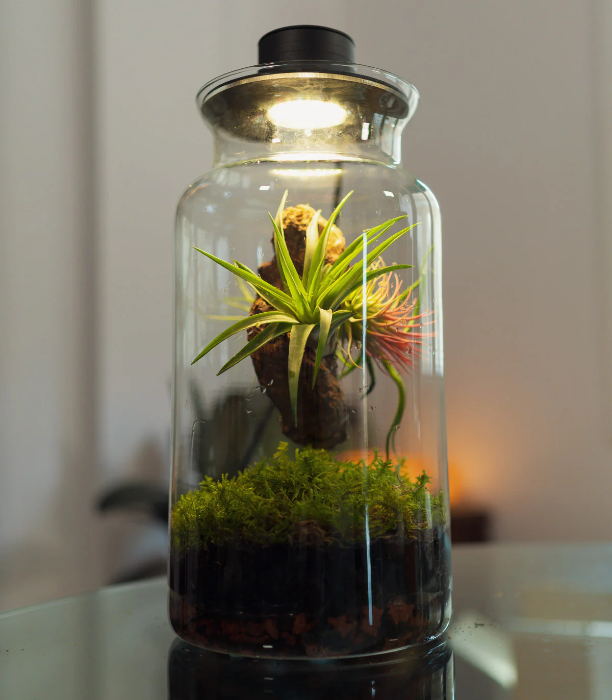 Terrario Con Plantas De Aire | Jardín Eterno 19 x 35 cm - Image 3