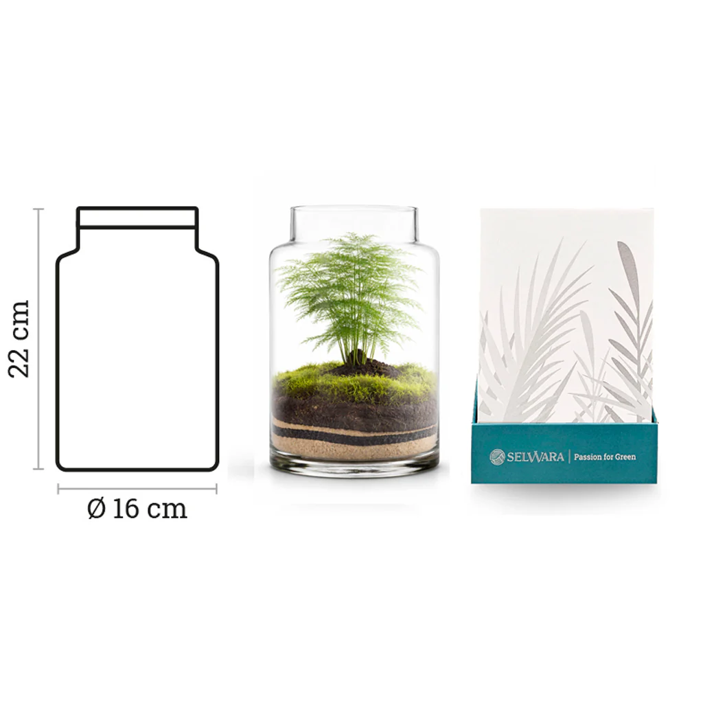 Terrario Irati Moss 19x36 Cm - Image 3