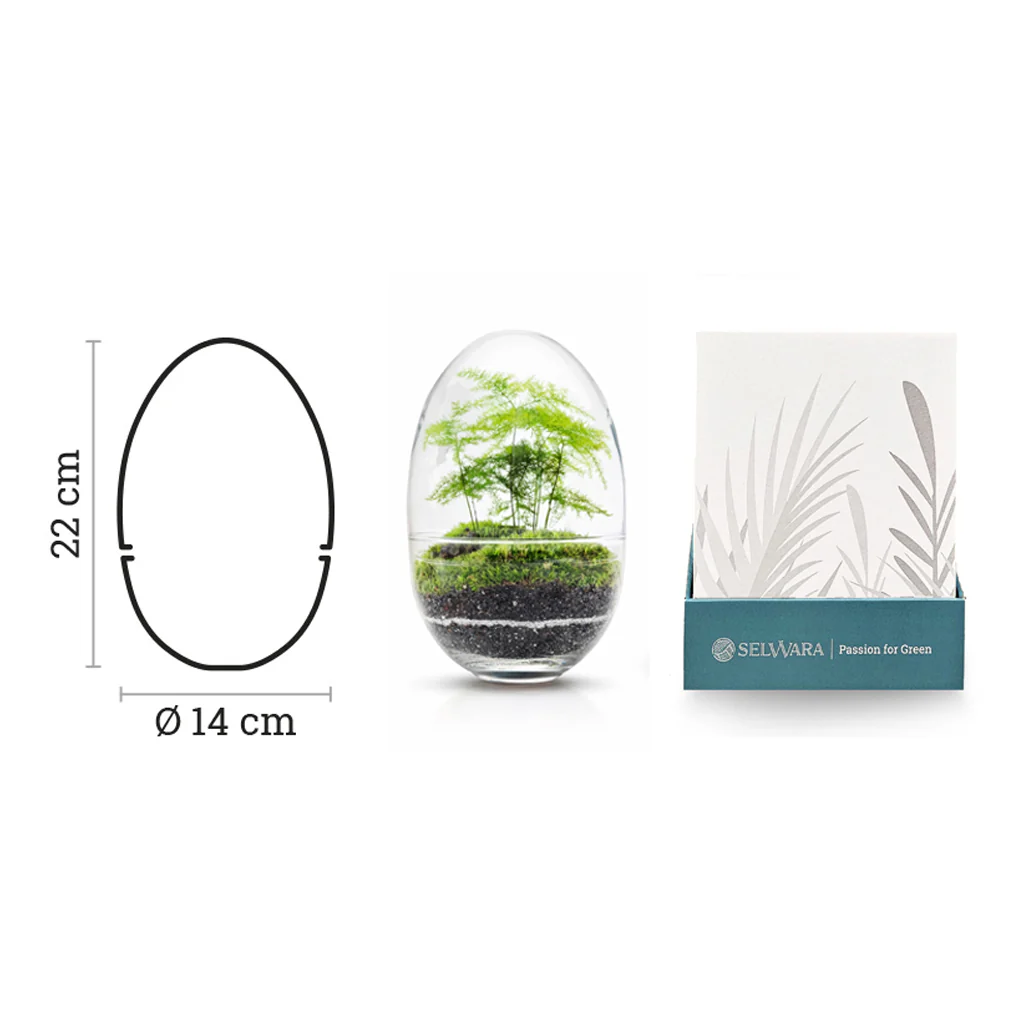 Terrario Madagascar Erawan Moss 15x22 Cm - Image 3