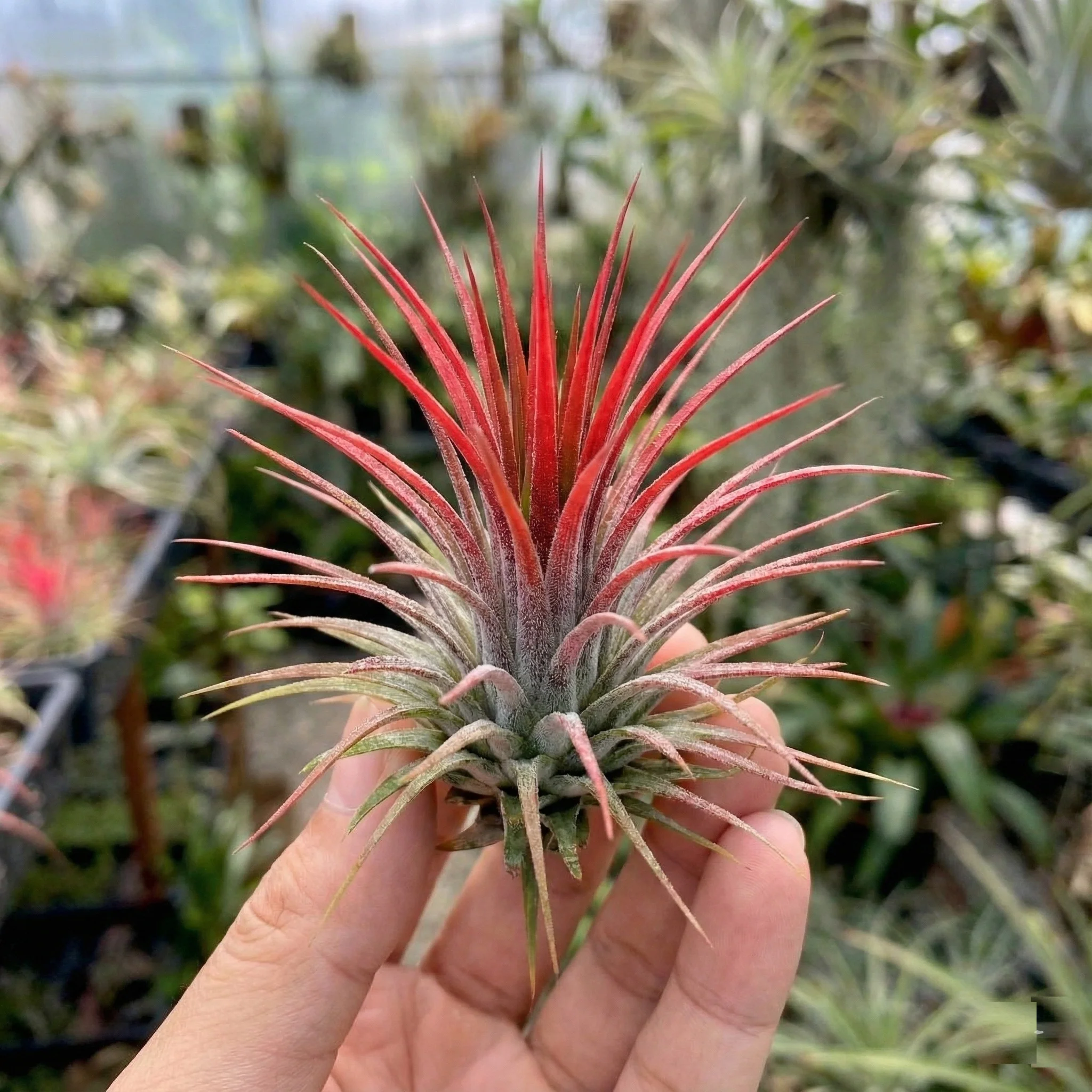 Tillandsia - 20 Unidades - Plantas Aéreas - Con Spray Incluido - Image 3