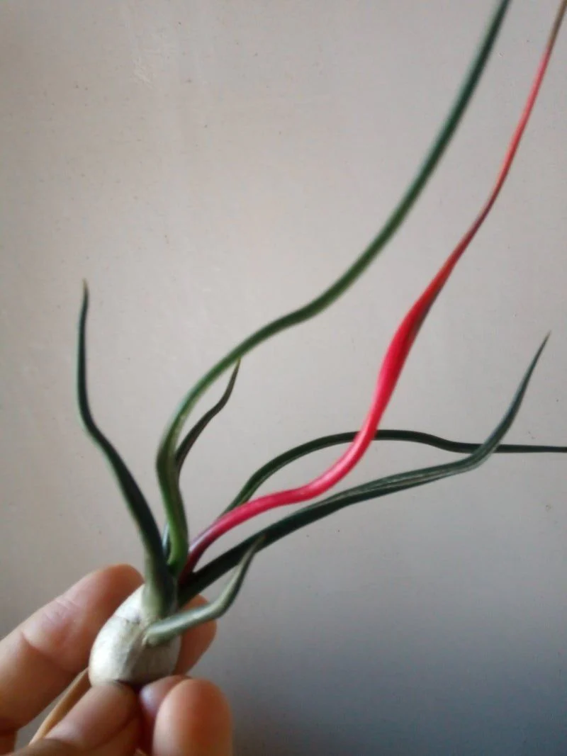 Tillandsia Bulbosa Planta Clavel Del Aire