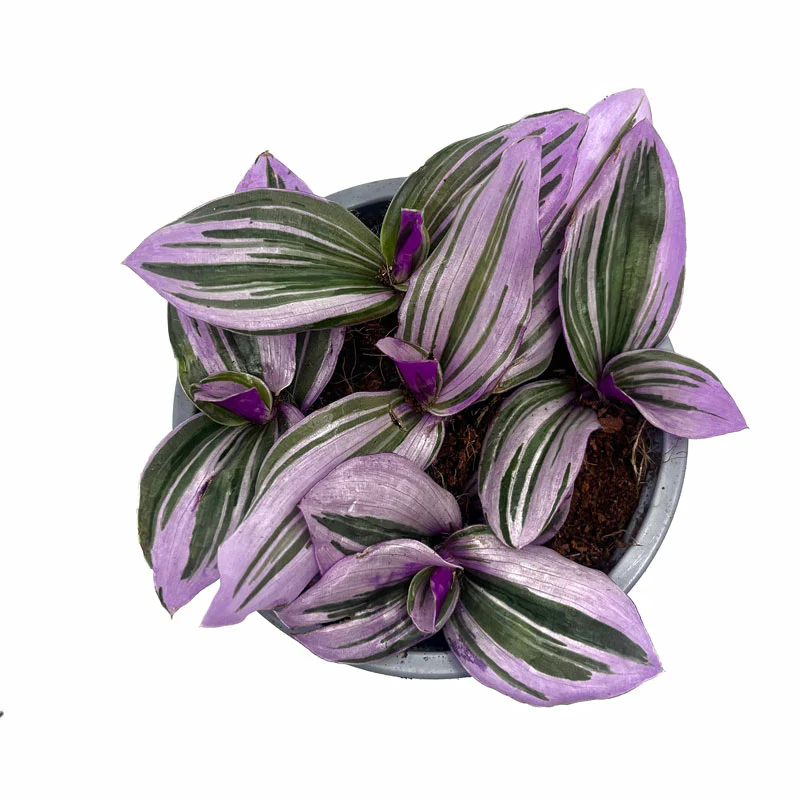 Tradescantia Nanouk Cactus Y Suculentas M11 cm Ø - Image 2
