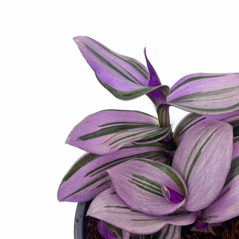 Tradescantia Nanouk Cactus Y Suculentas M11 cm Ø - Image 3