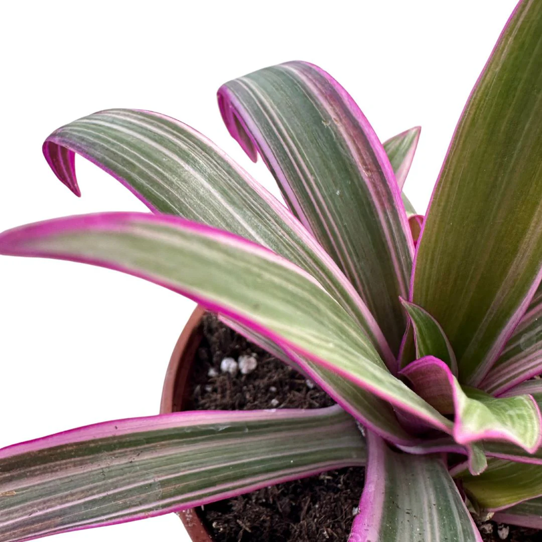 Tradescantia Nanouk Hoja Grande - Image 2