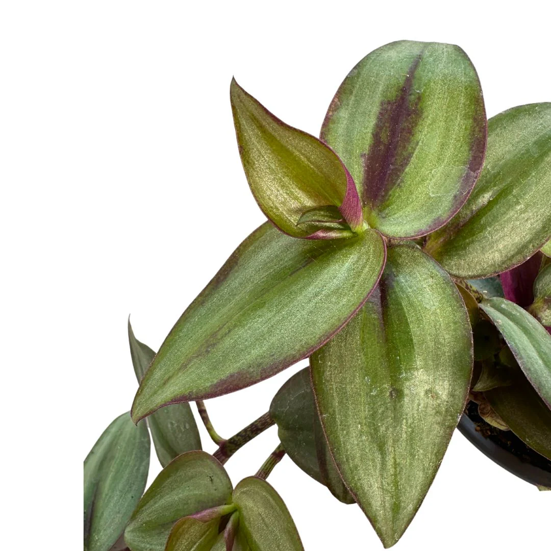 Tradescantia Planta De Amor De Hombre Maceta 14cm - Image 2
