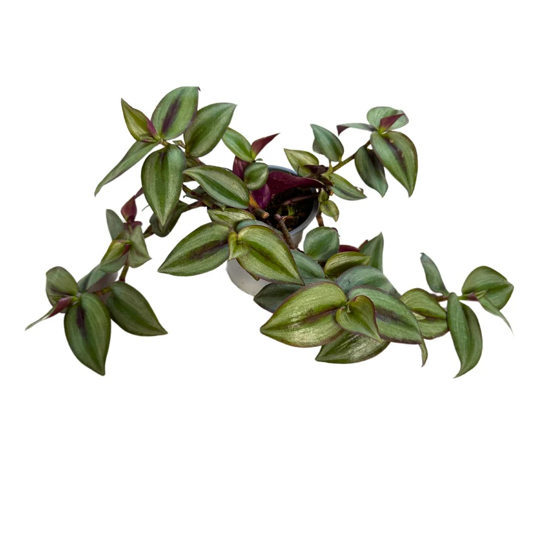 Tradescantia Planta De Amor De Hombre Maceta 15cm Colgar