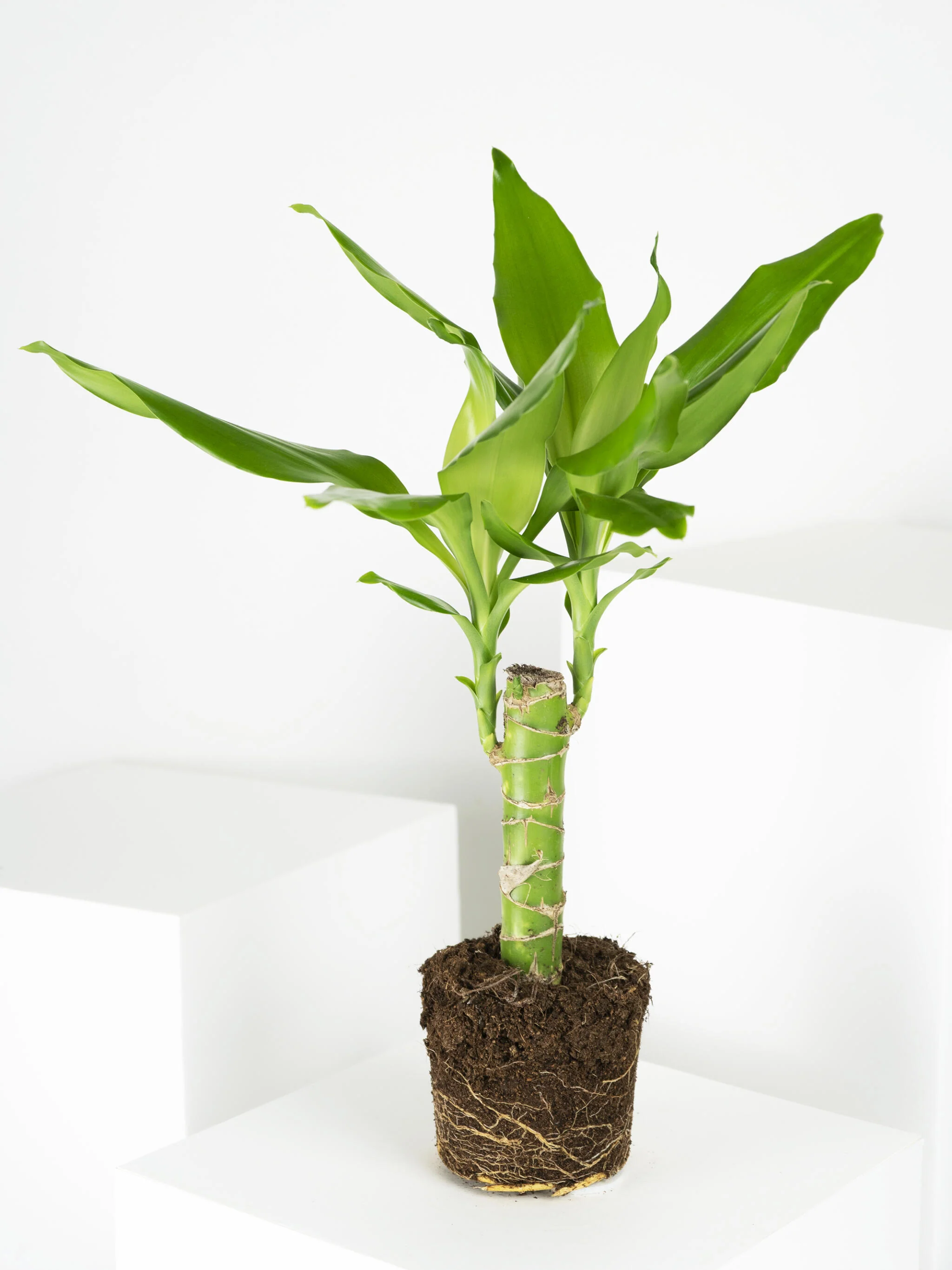 Tronco De Brasil | Altura 40cm - Diámetro 11cm - Image 3