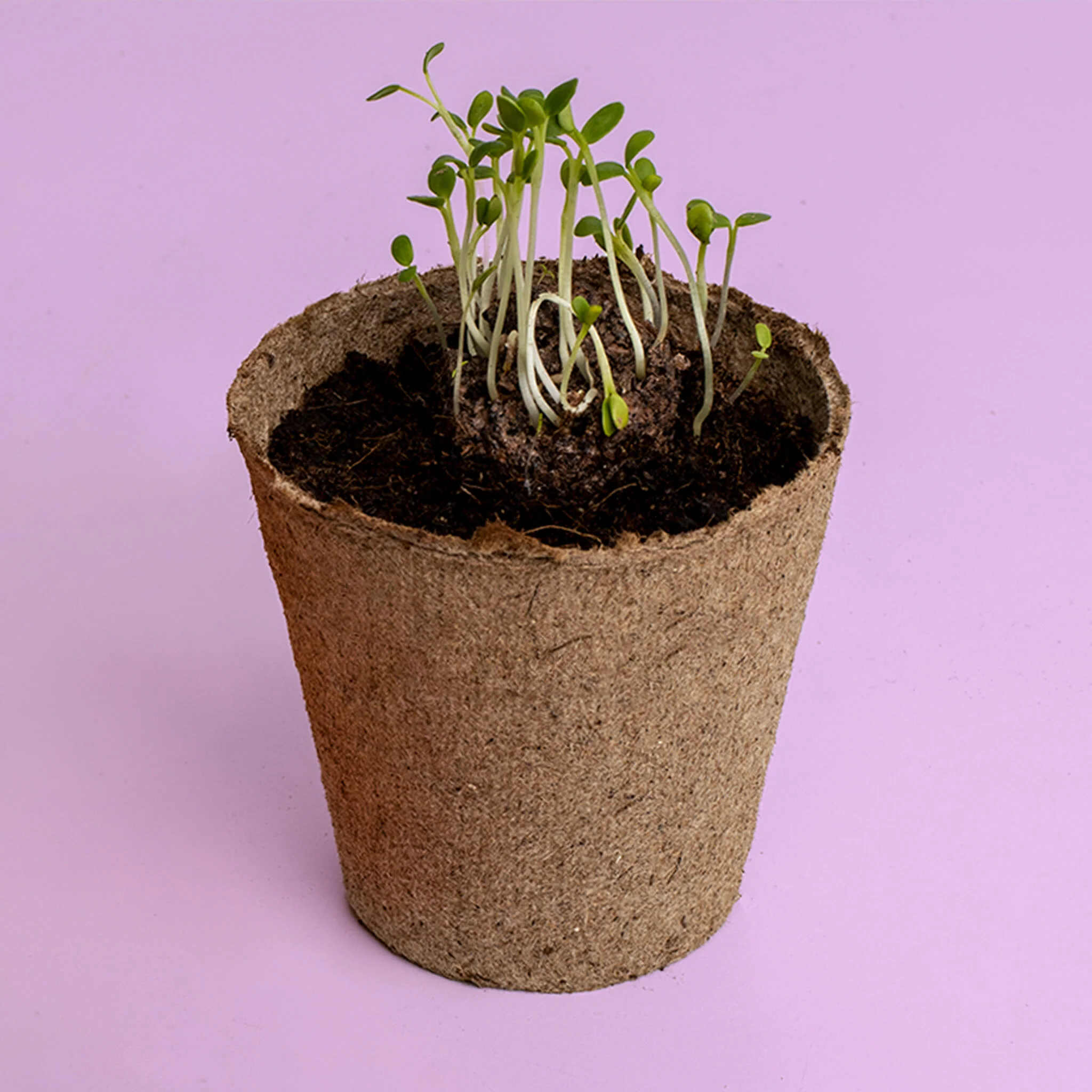 Urban Flowers Naranjas | Kit De Cultivo De Flores Naranjas | Caléndula, Capuchina Y Tagetes - Image 3