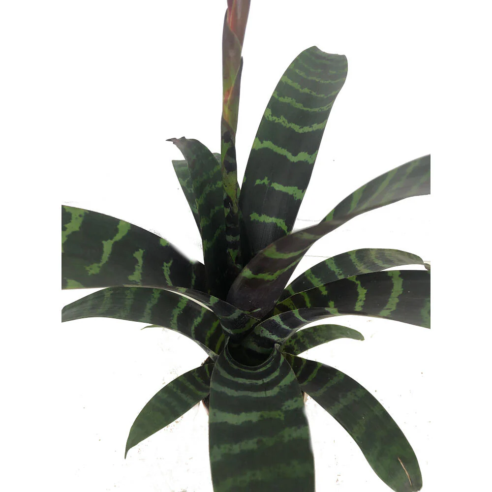 Vriesea Era M9 - Image 3
