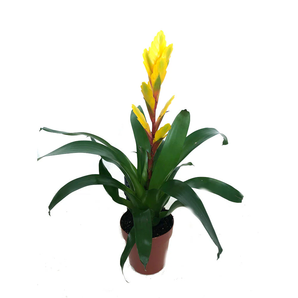 Vriesea Variada M12 45cm - Image 2