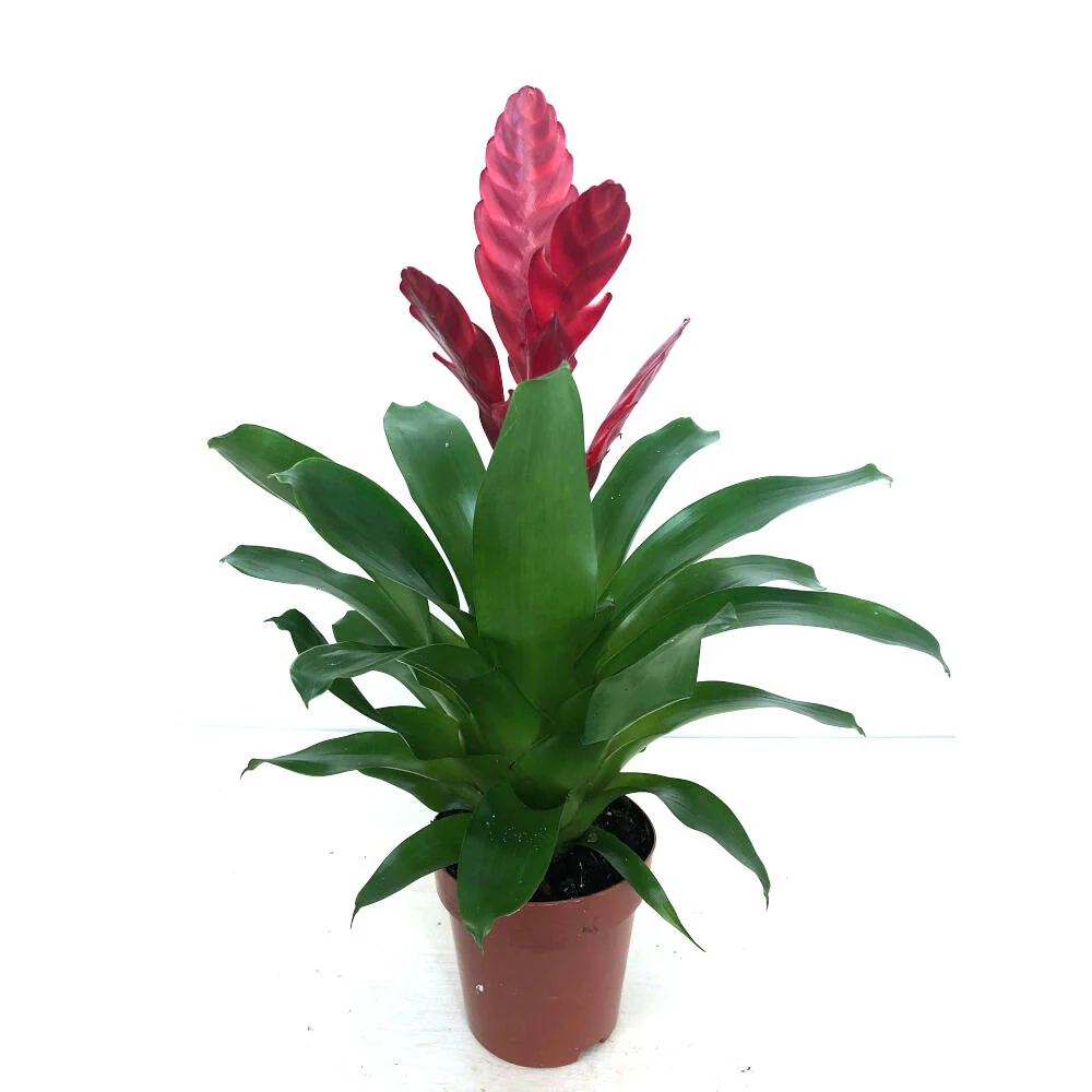 Vriesea Variada M12 45cm - Image 5