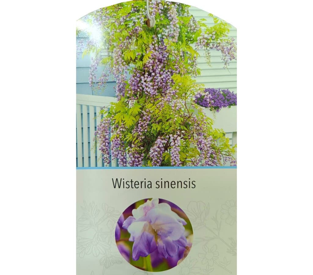 Wisteria Sinensis M20 180-200cm - Image 2