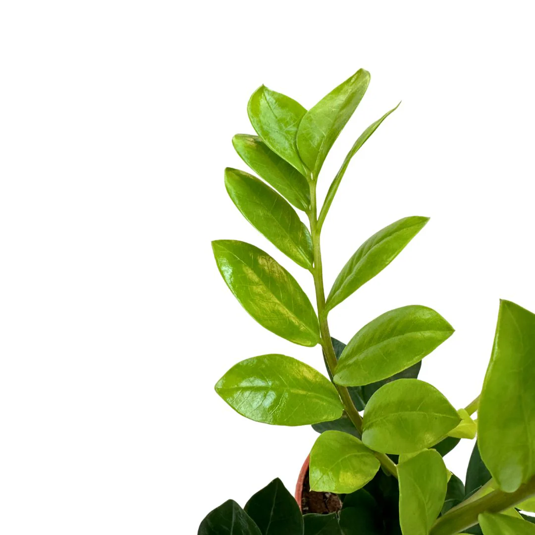 Zamioculcas Planta De Interior Resistente A La Poca Luz (zamioculcas Zamiifolia) Maceta 14cm - Image 2
