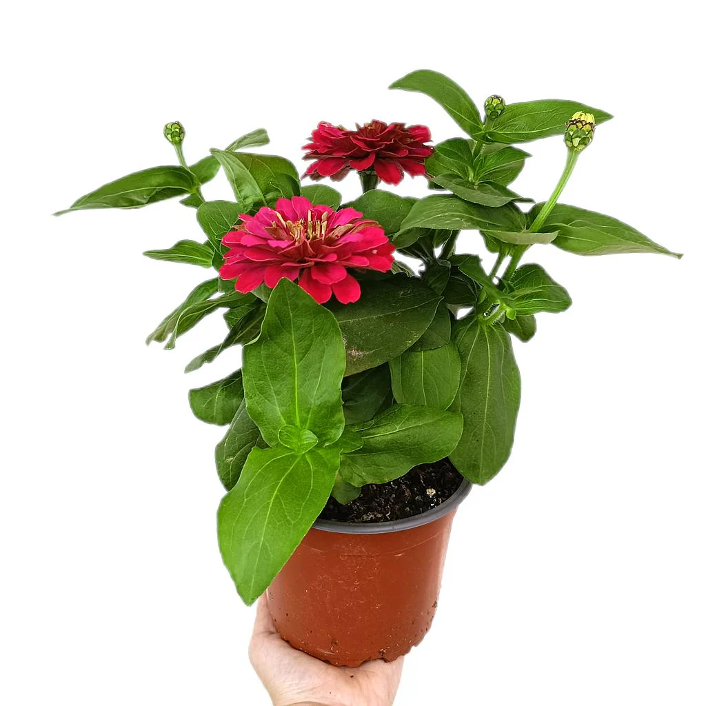 Zinnia M14